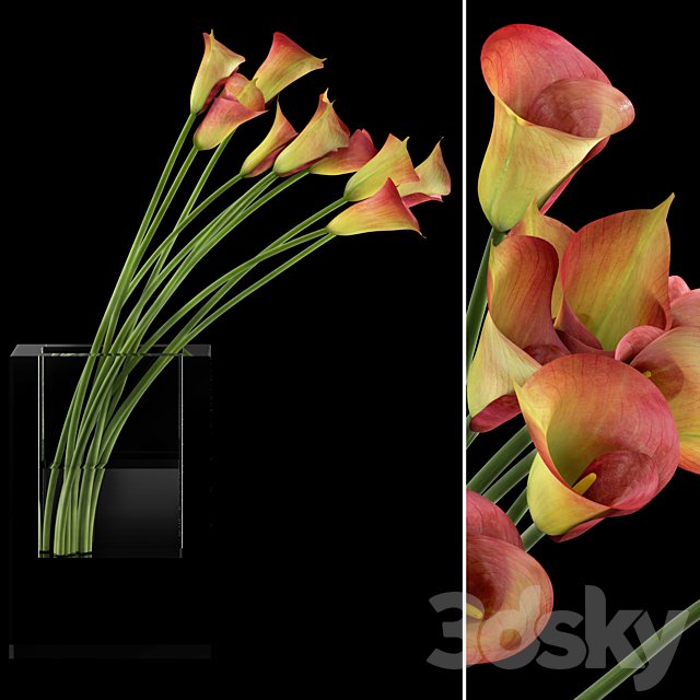 Callas red