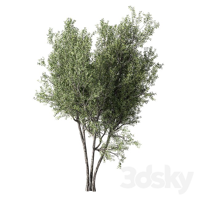 Tree Set.344