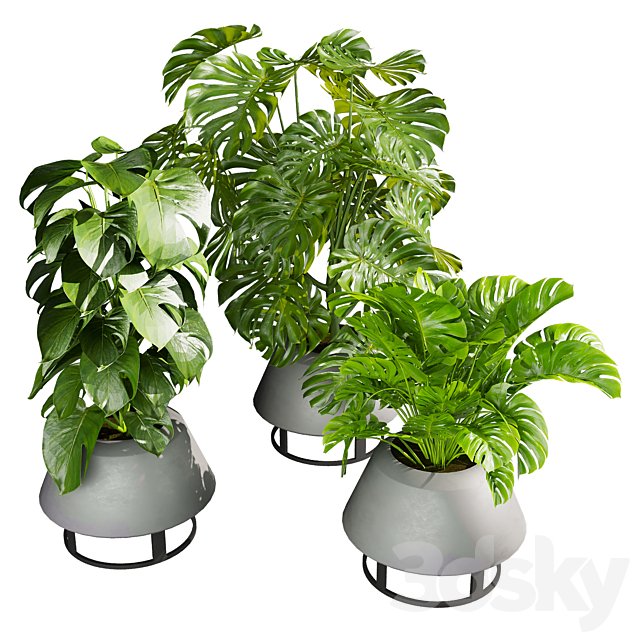 plant vol 1100 - monstera - pot - deliciosa
