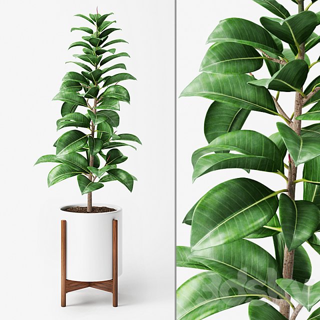 Ficus Elastica 2