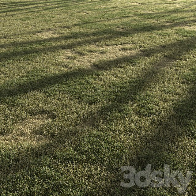 Forest Grass 3