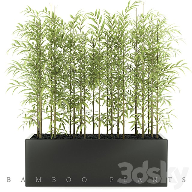 BAMBOO PLANTS 49