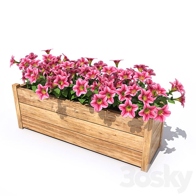 Petunia