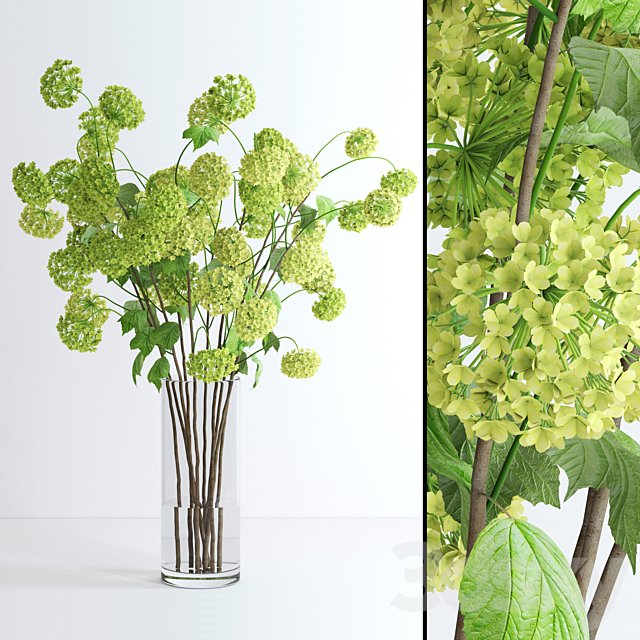 Viburnum