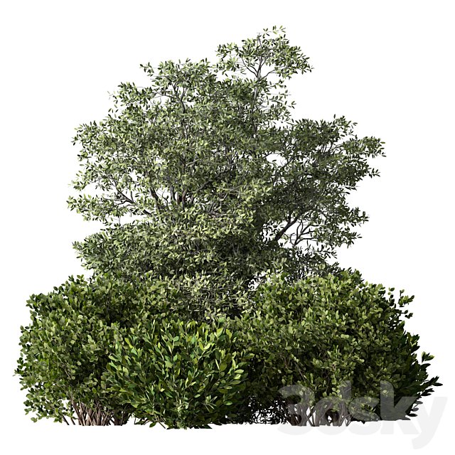 Bush Set.70