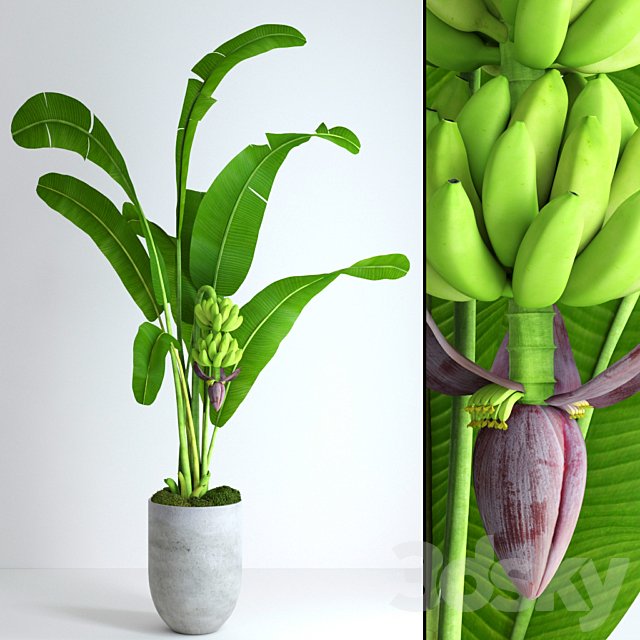 Banana tree with moss