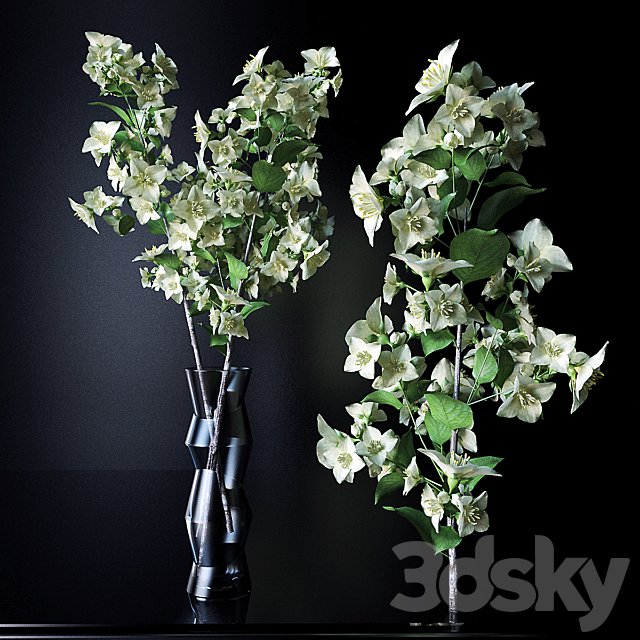 A branch of jasmine