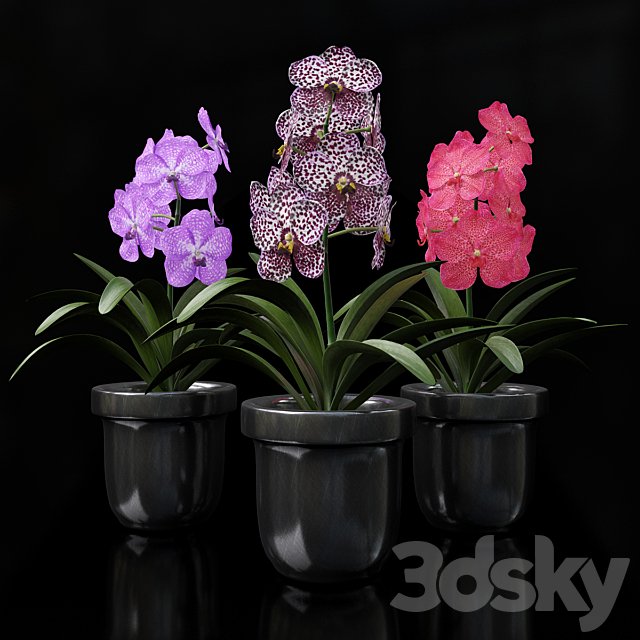 Orchid Vanda