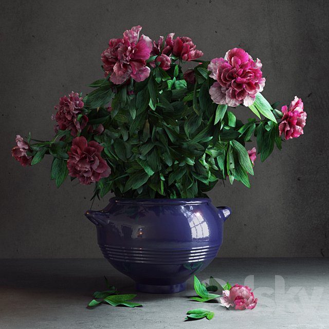Peony Garden