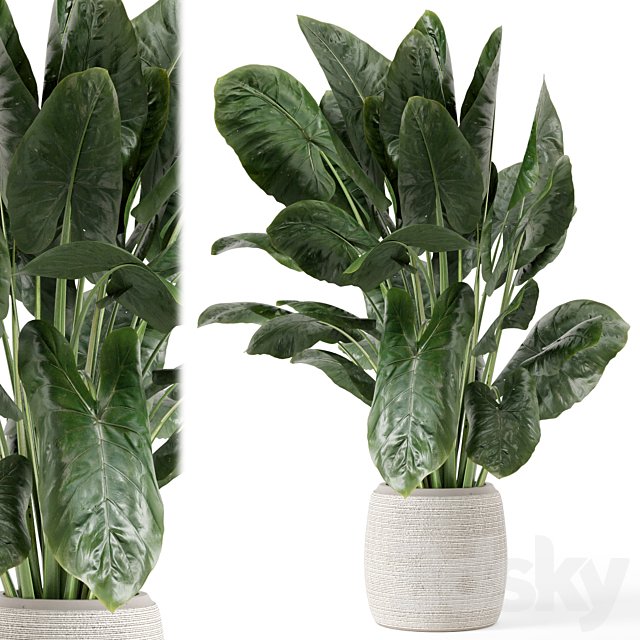 Indoor Plants in Handmade Stone Pot - Set 1797