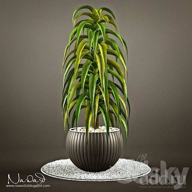 Pot Plant 1