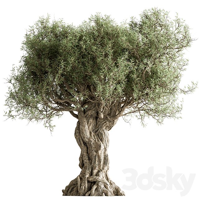 Olive Tree Set 259