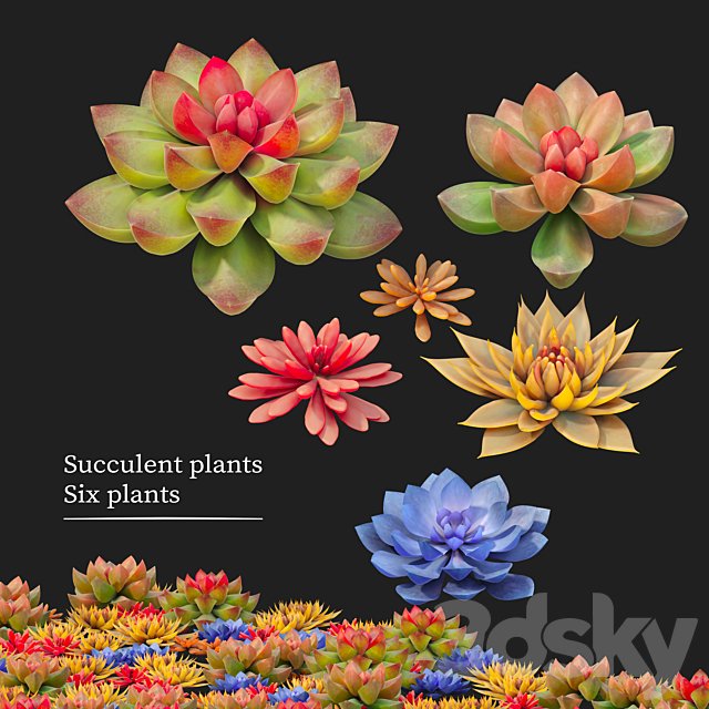 Succulent plants 02