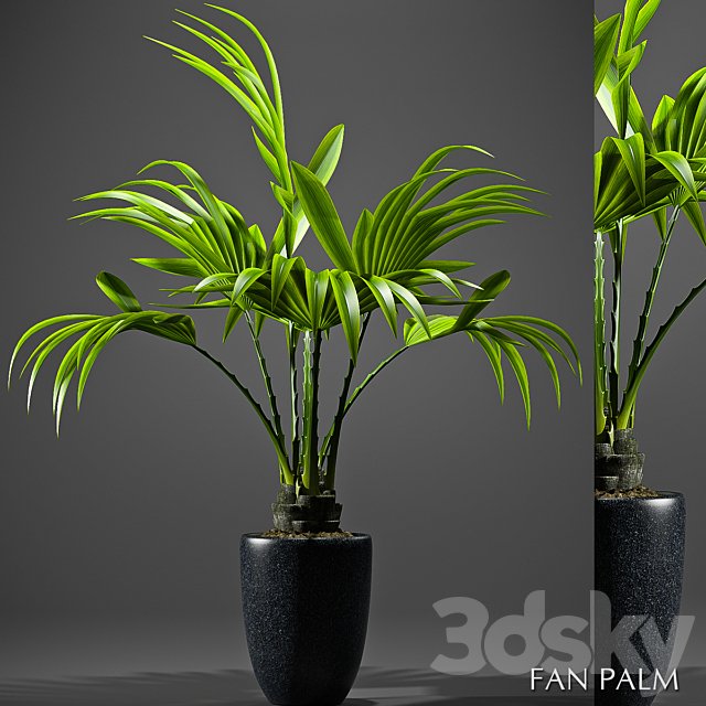 FAN PALM 52