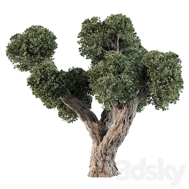 Olive Tree No.56