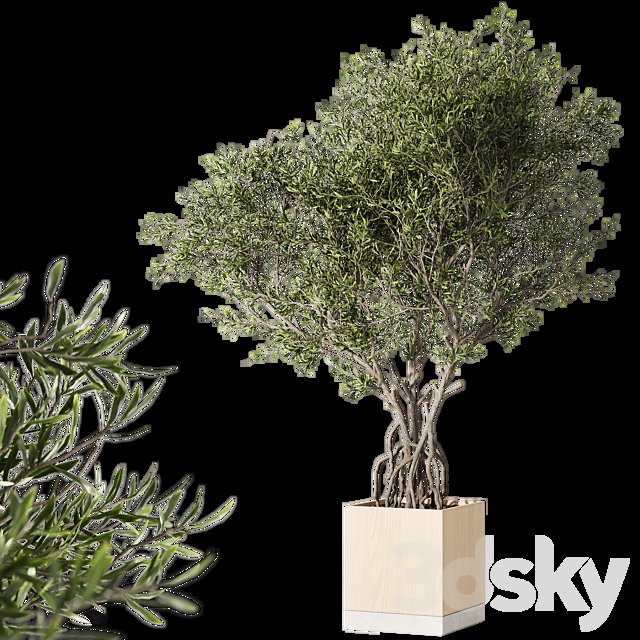 Indoor living plant in a pot 05