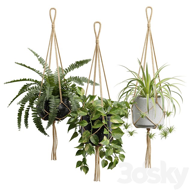 Hanging Plants 01