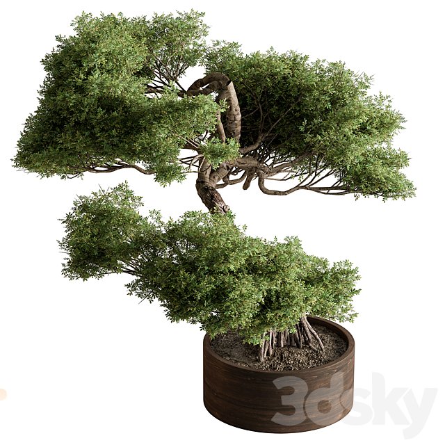 indoor Plant 626 - Bonsai Plant