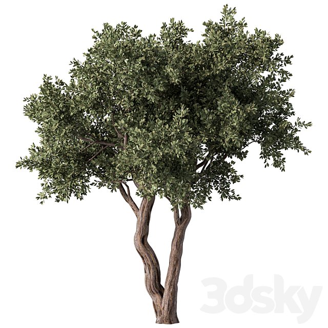 Tree No.59