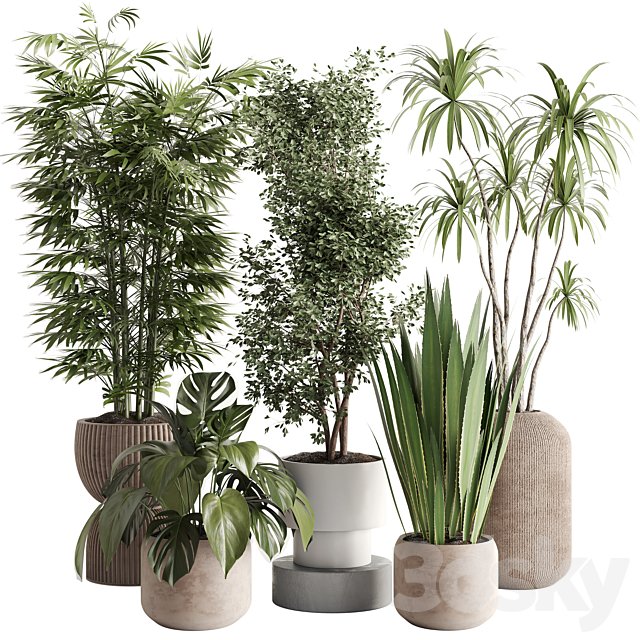 Indoor Plant Set 144