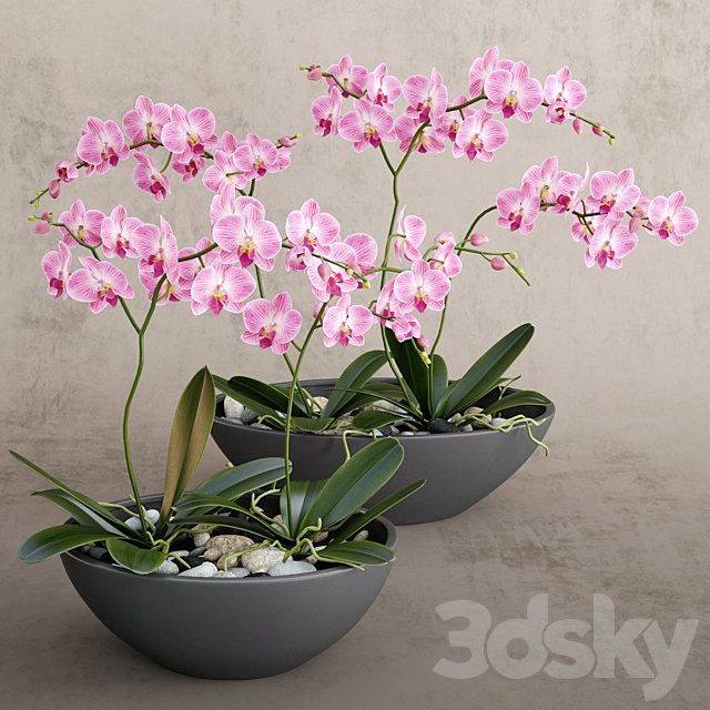 Orchid