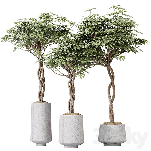 HQ HousePlants Schefflera Arboricola Umbrella Set02