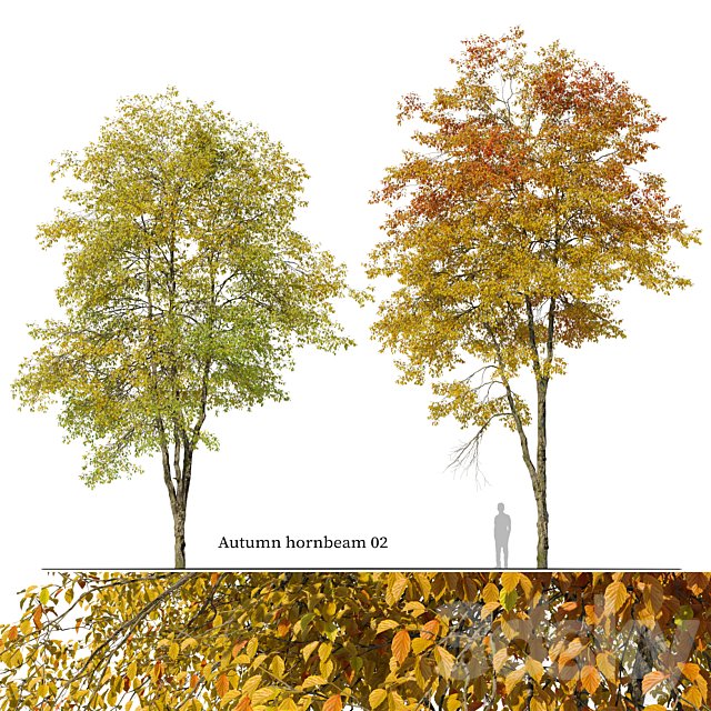 Autumn hornbeam tree 02