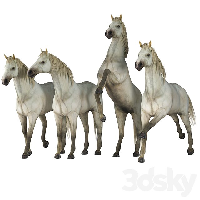 Horse in 04 Poses