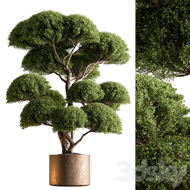 Indoor Plant 638 -Topiary Ball