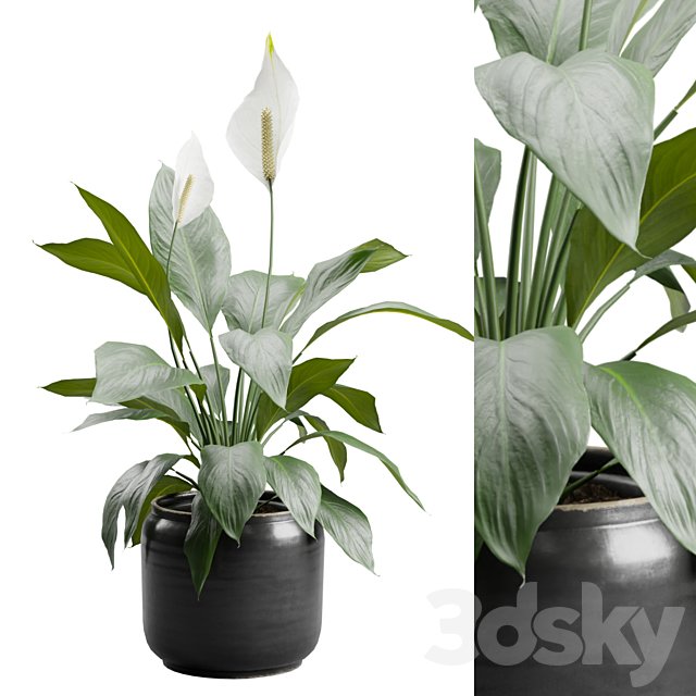 Peace Lily in Ceramic Dark Planter