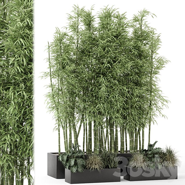 Indoor Plants Bamboo Set in rusty Concrete Pots - Set 1894