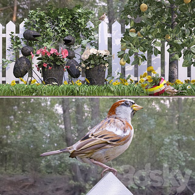 Song sparrow in the country)