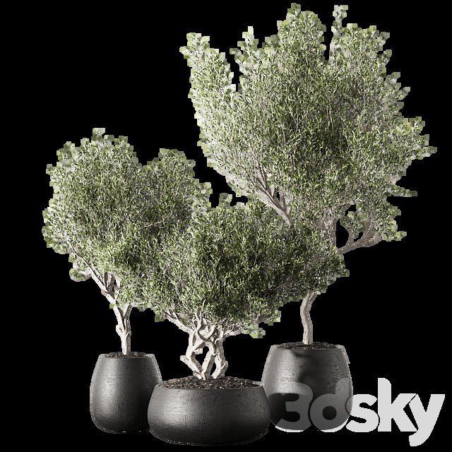 Set of indoor living plants in pots 13