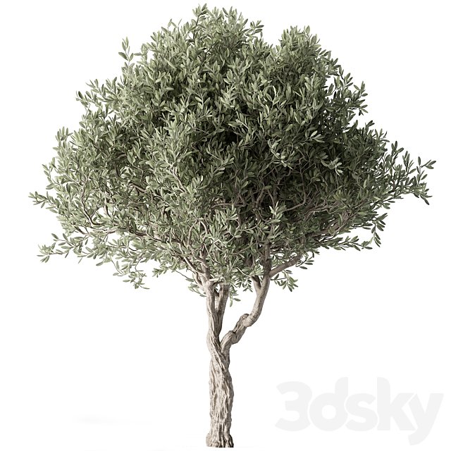 Olive Tree Set 286