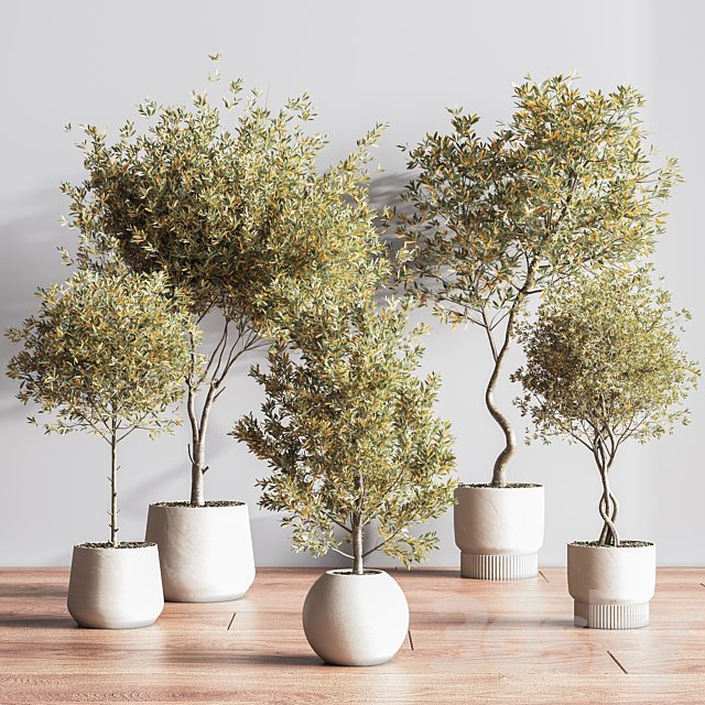 IndoorSetPlant054