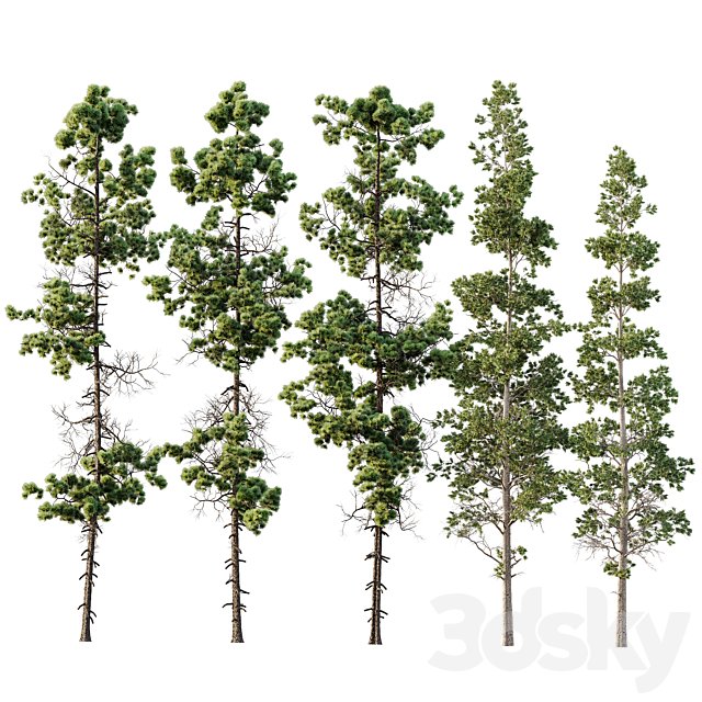 Pinus Palustris and Sphaeropteris Lepifera