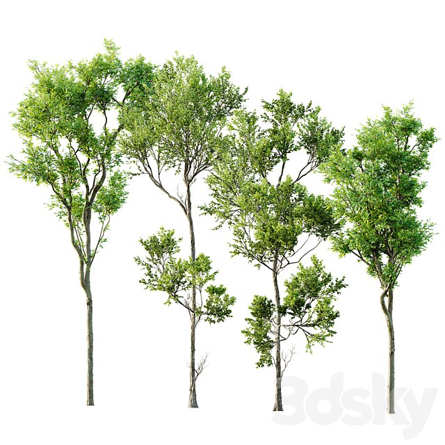 Fagus Grandifolia and Celtis Australis