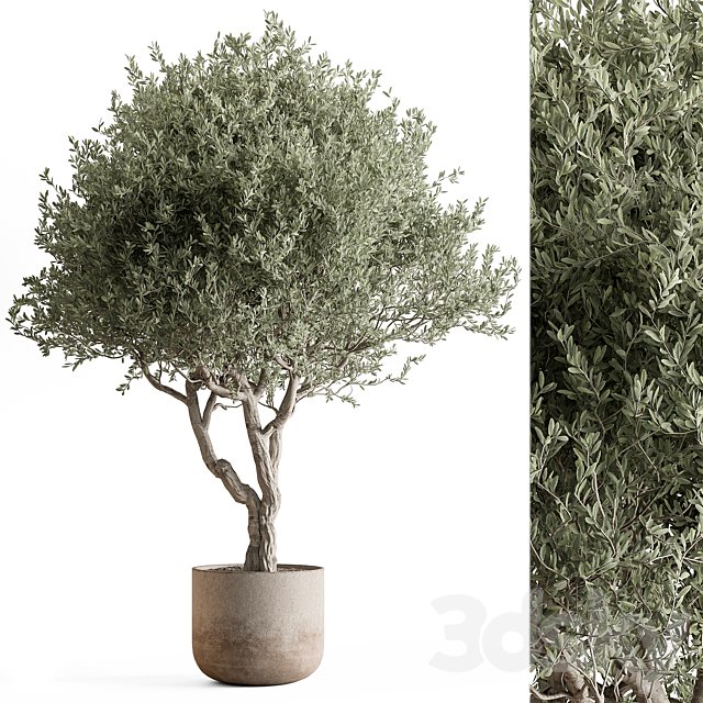 Indoor Plant 652 -Tree in Pot