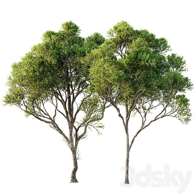 Acer Pseudoplatanus 04-spring trees