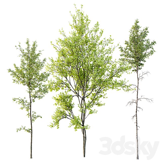 Alnus Glutinosa and Betula Pendula spring trees