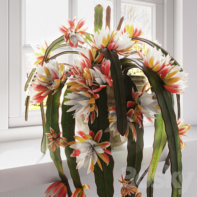 Epiphyllum