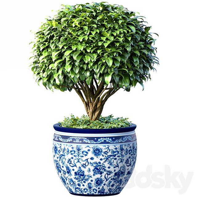 Decorative tree in an Italian vase. Indoor plant
