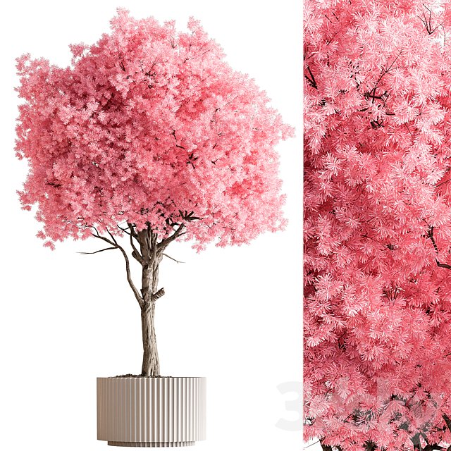 Indoor Plant 657 - Pink Tree