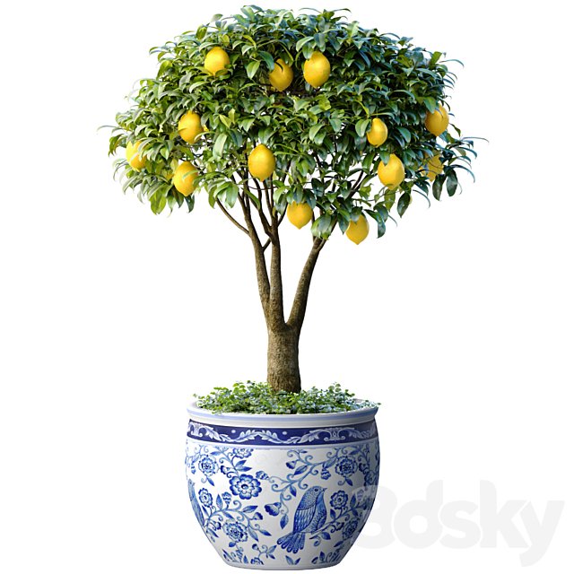 Lemon Tree in a potted flowerpot. Ornamental Citrus Indoor plant