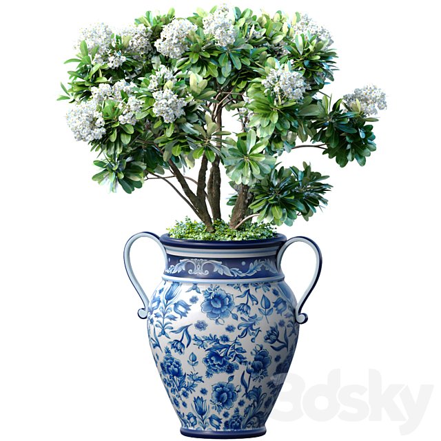 Decorative blooming garden tree with white Plumeria flowers in a vase