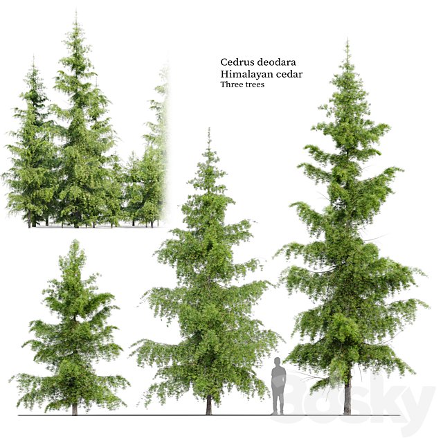 Cedrus Deodara