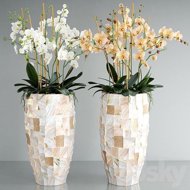 Orchid 5