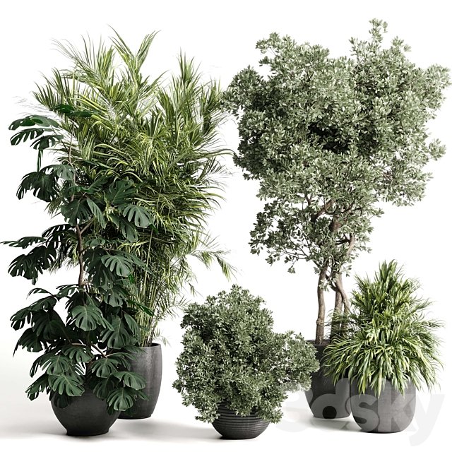 indoor plant set 452 plant bush monstera tree vase dirty concrete