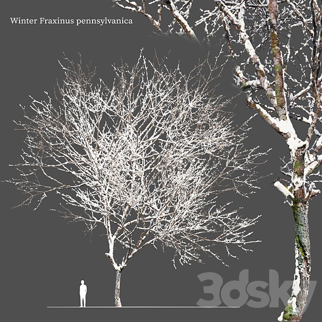 Winter Fraxinus pennsylvanica