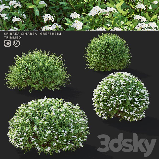 Gray spirea trimmed bushes | Spiraea cinerea grefsheim